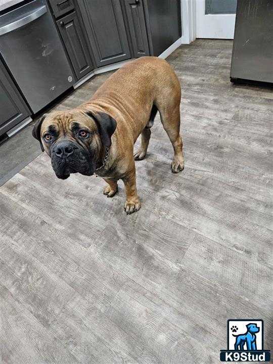 a south african boerboel dog standing on a wood floor