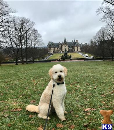 a goldendoodles dog sitting on grass with a castle in the background