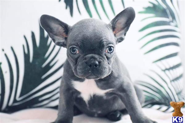 a small black and white french bulldog dog