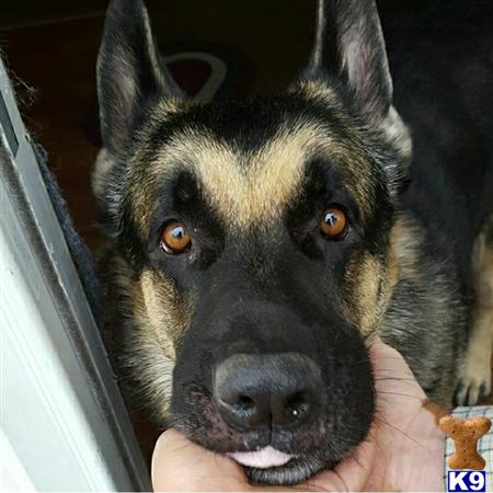 a german shepherd dog with its mouth open