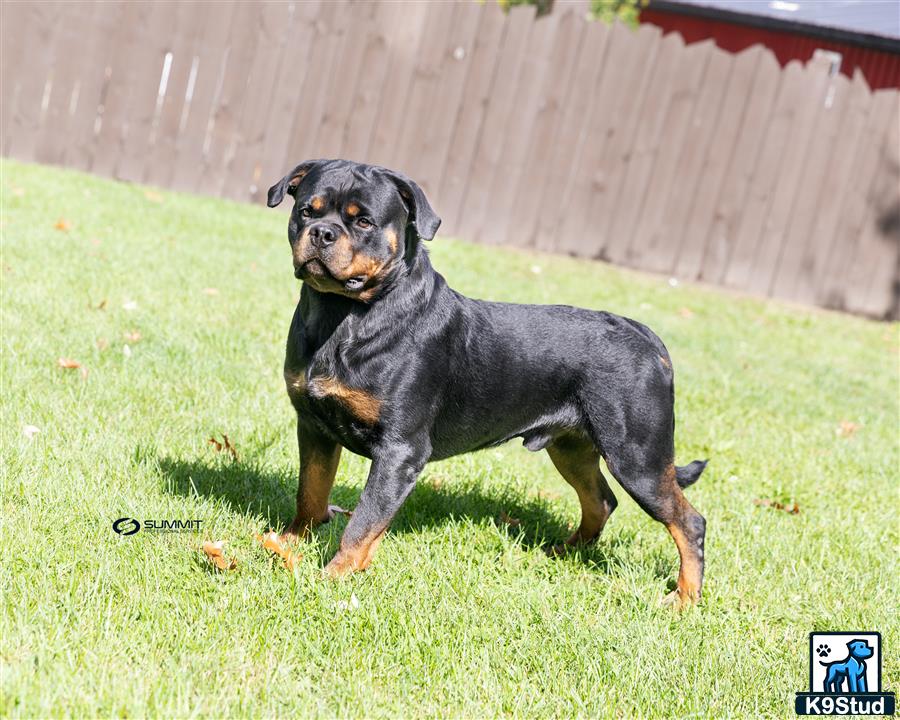 a rottweiler dog standing in a grassy area