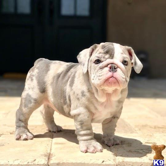 a small bulldog dog standing on a concrete surface