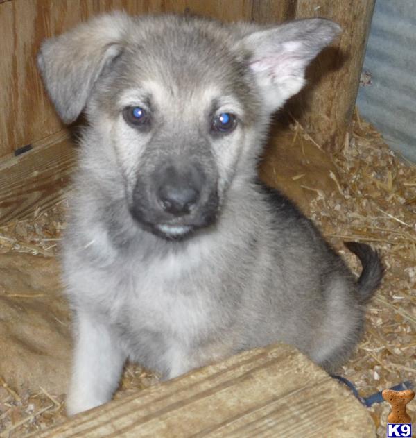 German Shepherd Puppy for Sale: Silver Sable LARGE MALE PUPPY 8 WEEKS ...