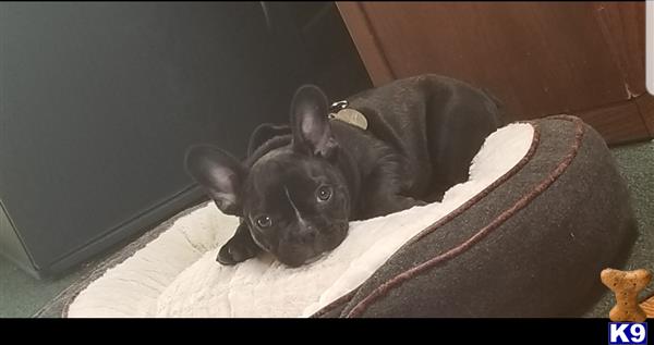 a french bulldog dog wearing a garment