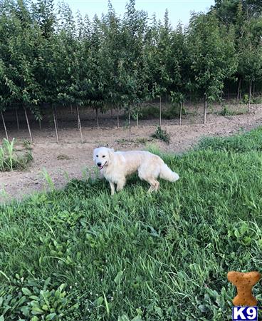 a white golden retriever dog in a field