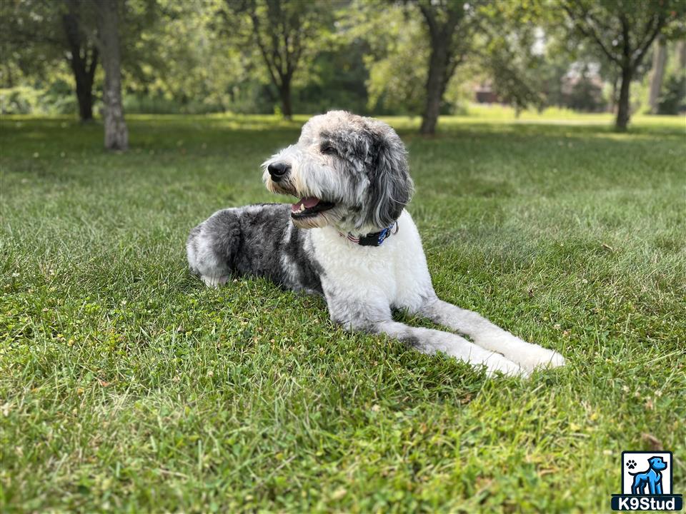 a aussiedoodle dog lying in the grass