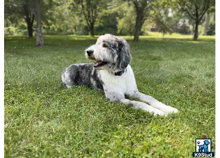 a aussiedoodle dog lying in the grass