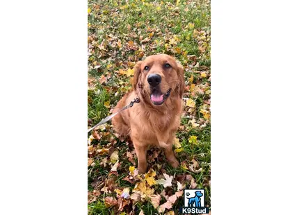 a golden retriever dog on a leash in a field of leaves