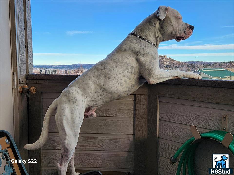 a chihuahua dog standing on a roof