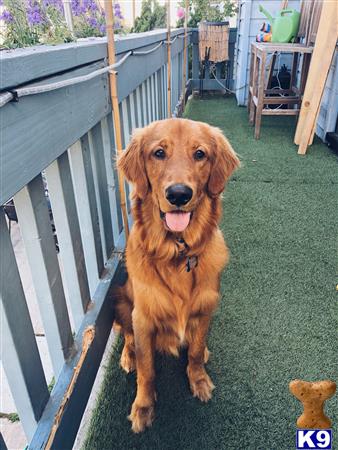 a golden retriever dog sitting on a porch