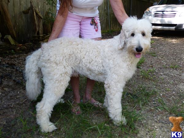 a person holding a goldendoodles dog
