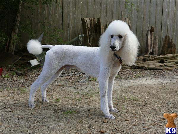 a white poodle dog standing on dirt