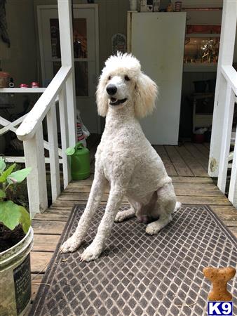 a poodle dog sitting on a chair