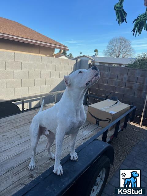 a dogo argentino dog standing on a bench