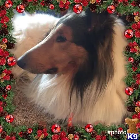 a collie dog with a bush of red berries on its head