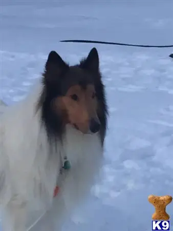 a collie dog on a leash in the snow