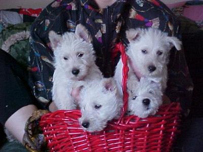 terrier akc scottie wheaten