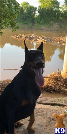 a doberman pinscher dog standing by a body of water with its tongue out