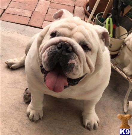 a english bulldog dog with its tongue out