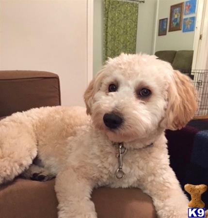 a goldendoodles dog sitting on a couch