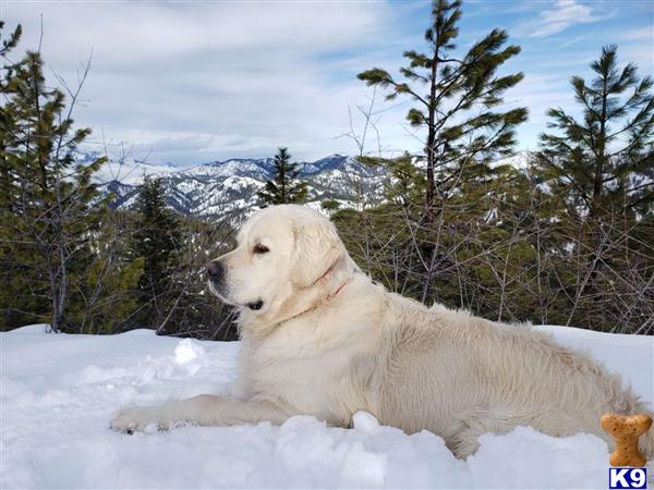 a golden retriever dog lying in the snow