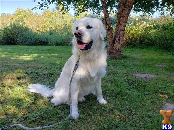 a white golden retriever dog sitting in the grass