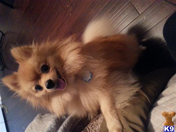 a pomeranian dog lying on a couch