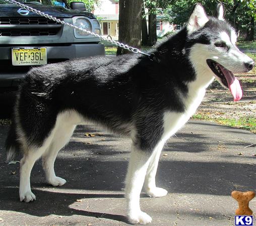 a siberian husky dog standing on a sidewalk