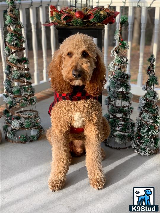 a poodle dog wearing a scarf