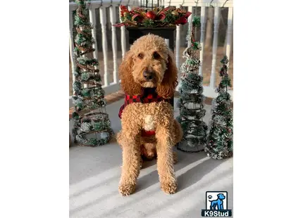 a poodle dog wearing a scarf