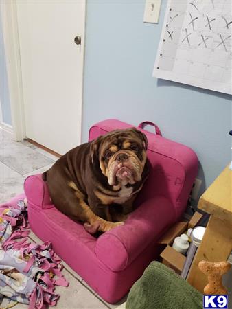 a english bulldog dog sitting in a chair