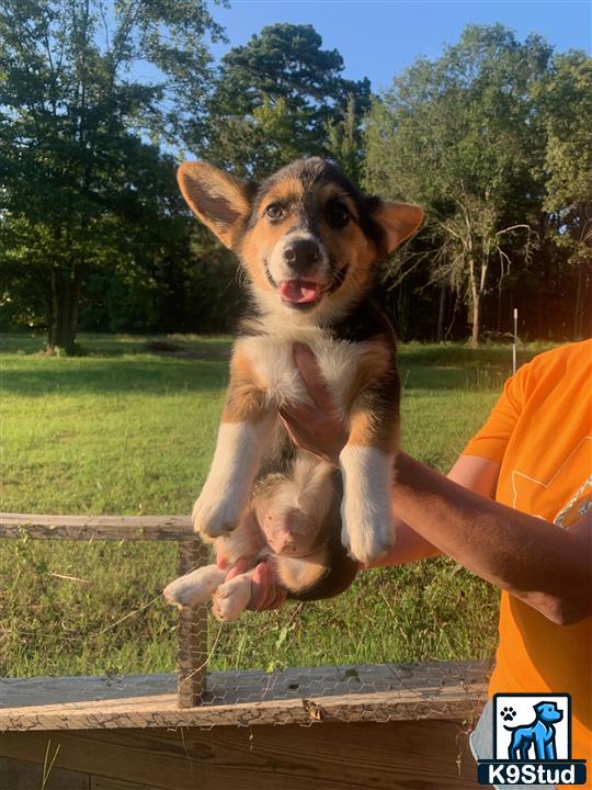 a cardigan welsh corgi dog jumping over a fence