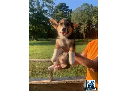 a cardigan welsh corgi dog jumping over a fence