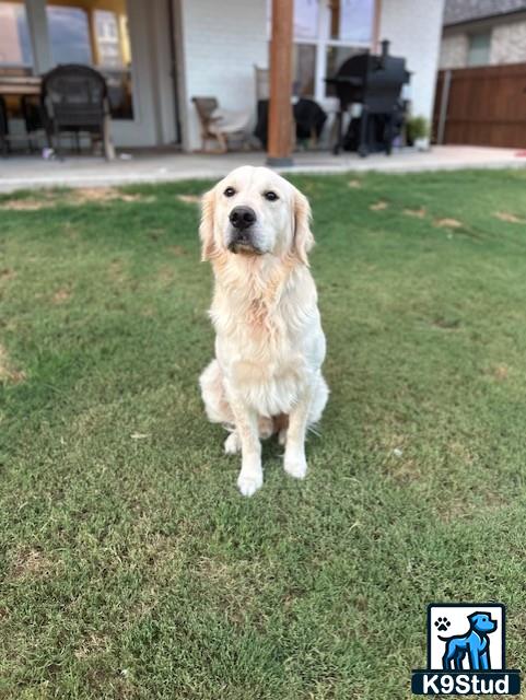 a golden retriever dog standing in a grassy area