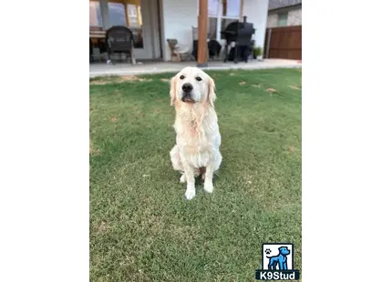 a golden retriever dog standing in a grassy area