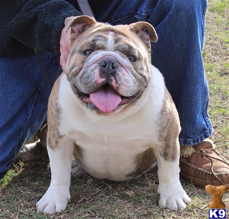 a english bulldog dog sitting on grass