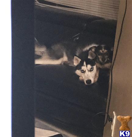 a siberian husky dog lying on a bed