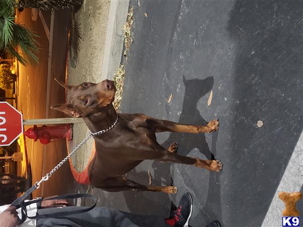 a doberman pinscher dog on a leash
