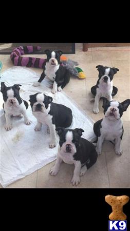 a group of boston terrier dogs sitting on the floor