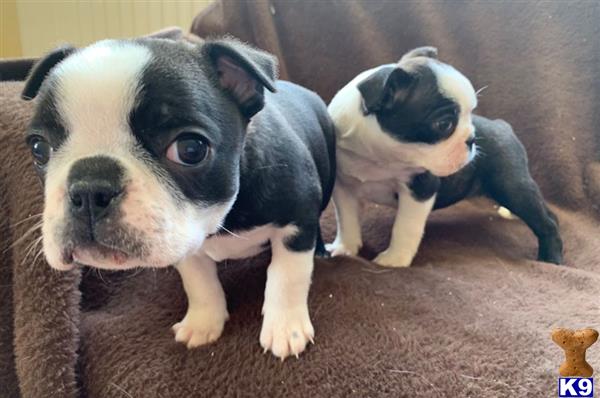 a couple of boston terrier puppies