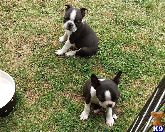 two boston terrier dogs sitting on grass