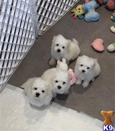 a group of white maltese dogs in a cage