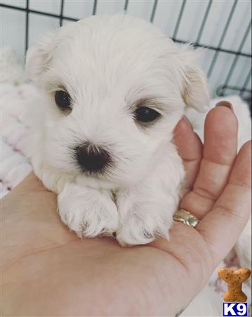 a person holding a maltese puppy