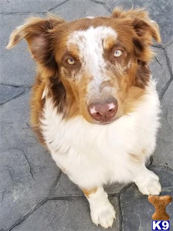 a australian shepherd dog sitting on a couch