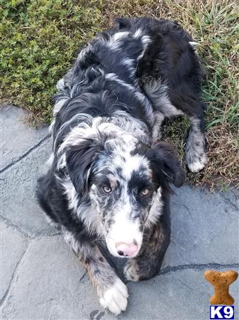 a black and white australian shepherd dog