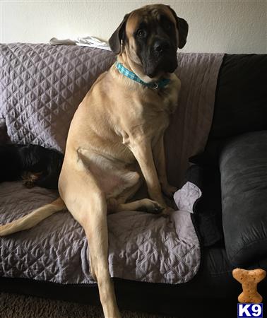 a mastiff dog sitting on a couch