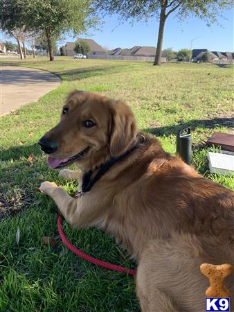 a golden retriever dog on a leash