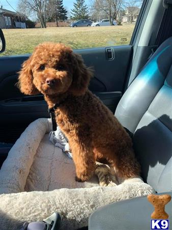 a poodle dog sitting in a car