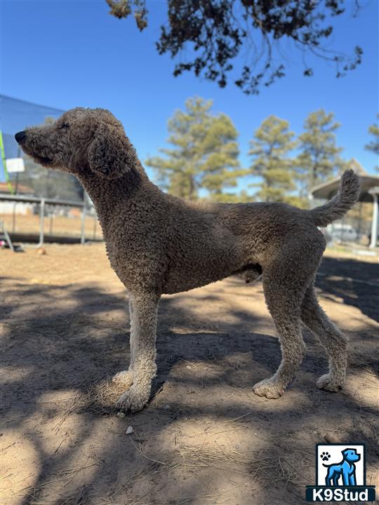 a poodle dog standing on a dirt surface