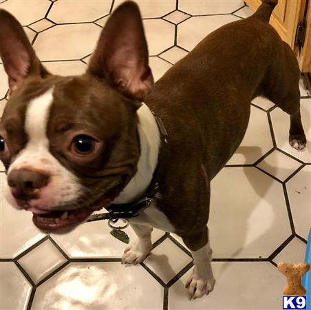 a boston terrier dog standing on a tile floor